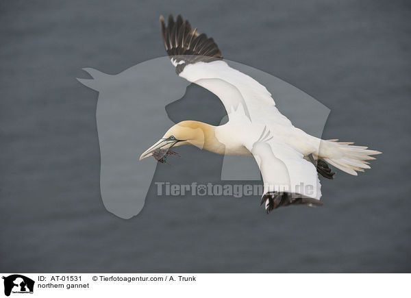 Batlpel / northern gannet / AT-01531