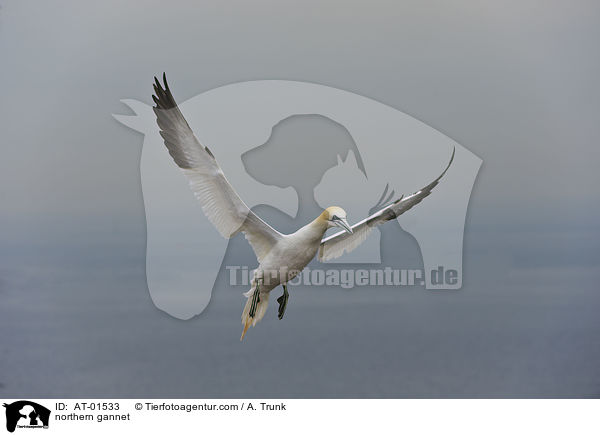 Batlpel / northern gannet / AT-01533