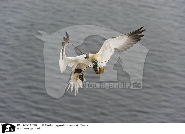 Batlpel / northern gannet / AT-01536