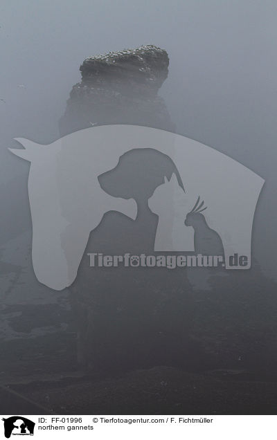 Batlpel / northern gannets / FF-01996