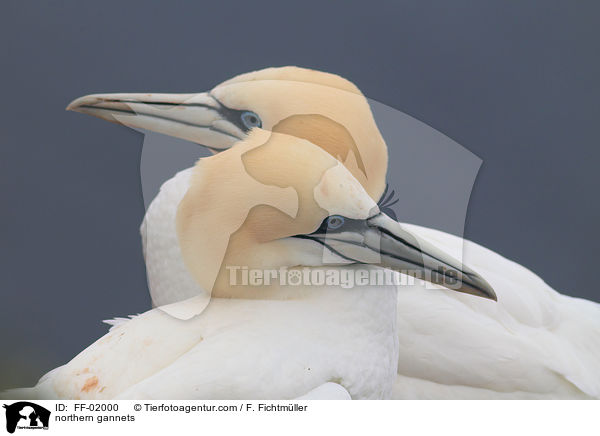 Batlpel / northern gannets / FF-02000
