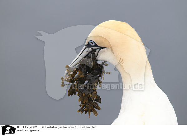 Batlpel / northern gannet / FF-02002