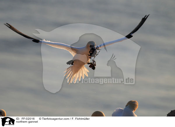 Batlpel / northern gannet / FF-02016