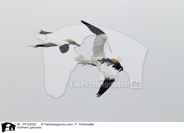 Batlpel / northern gannets / FF-02022