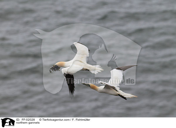 Ba�t�lpel / northern gannets / FF-02028