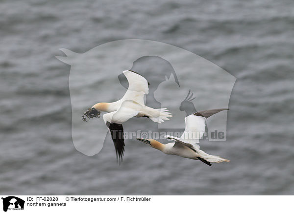 Batlpel / northern gannets / FF-02028