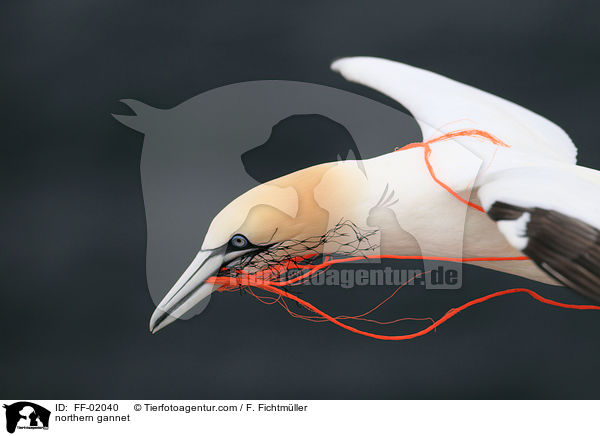Batlpel / northern gannet / FF-02040