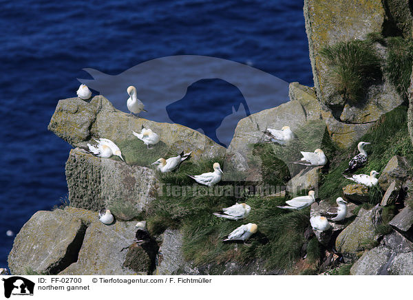 northern gannet / FF-02700