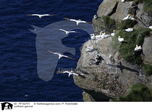 Batlpel / northern gannet / FF-02701