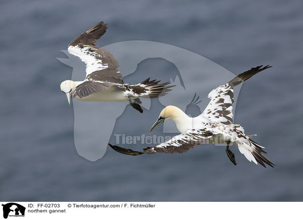 Batlpel / northern gannet / FF-02703