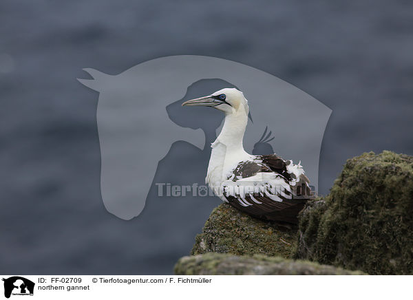 Batlpel / northern gannet / FF-02709