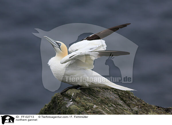 northern gannet / FF-02713