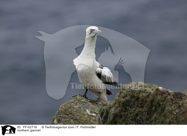 Batlpel / northern gannet / FF-02716