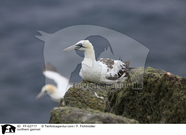 Batlpel / northern gannet / FF-02717