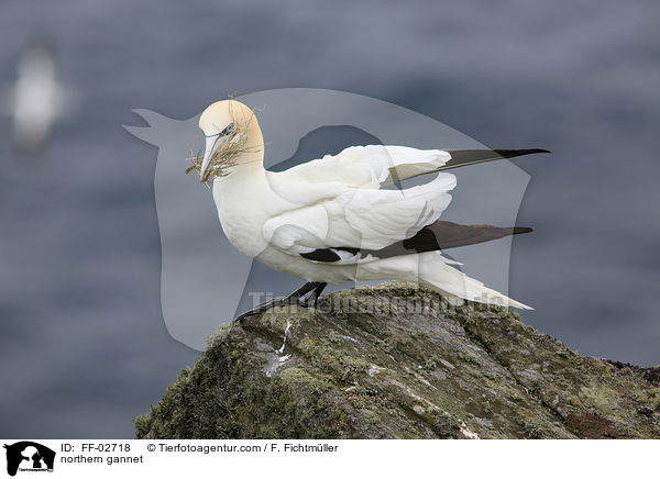 Batlpel / northern gannet / FF-02718