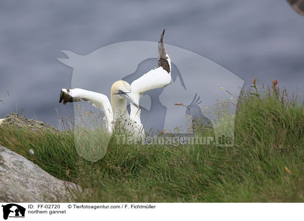Batlpel / northern gannet / FF-02720