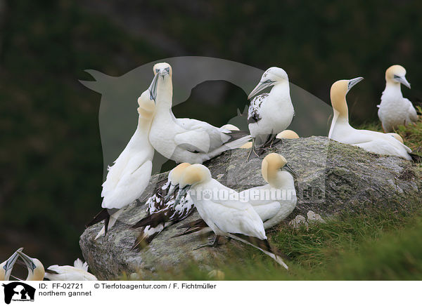 Batlpel / northern gannet / FF-02721