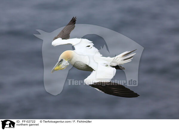 Batlpel / northern gannet / FF-02722