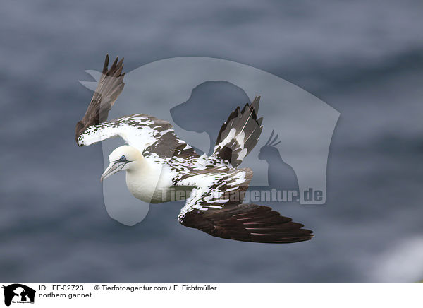 Batlpel / northern gannet / FF-02723