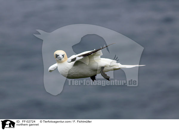 Batlpel / northern gannet / FF-02724
