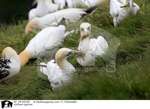 Batlpel / northern gannet / FF-02725