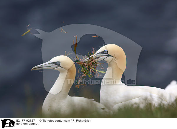 Batlpel / northern gannet / FF-02727