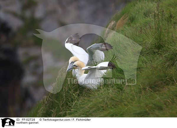 Batlpel / northern gannet / FF-02728