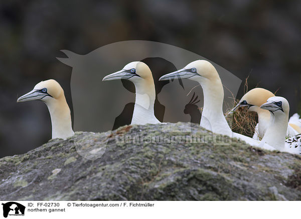 Batlpel / northern gannet / FF-02730