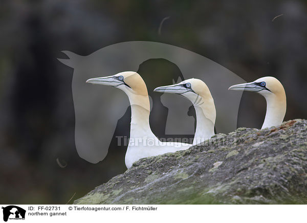 Batlpel / northern gannet / FF-02731