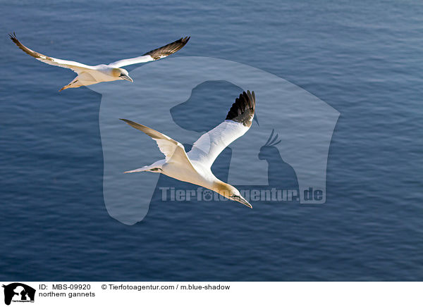 Batlpel / northern gannets / MBS-09920