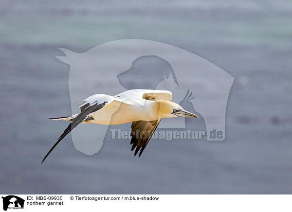 northern gannet / MBS-09930