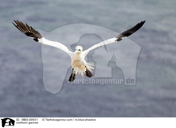 Batlpel / northern gannet / MBS-09931
