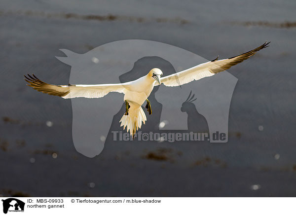 Batlpel / northern gannet / MBS-09933