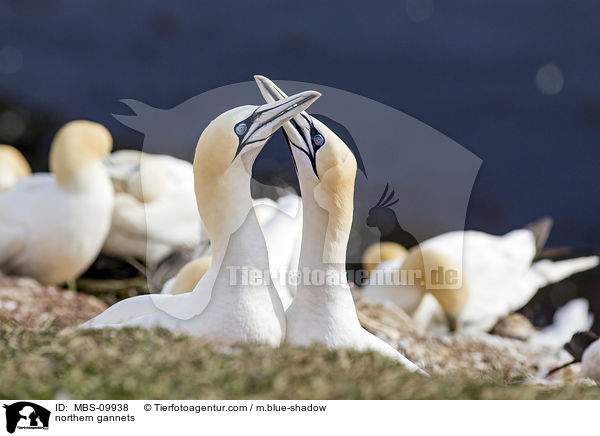 Batlpel / northern gannets / MBS-09938