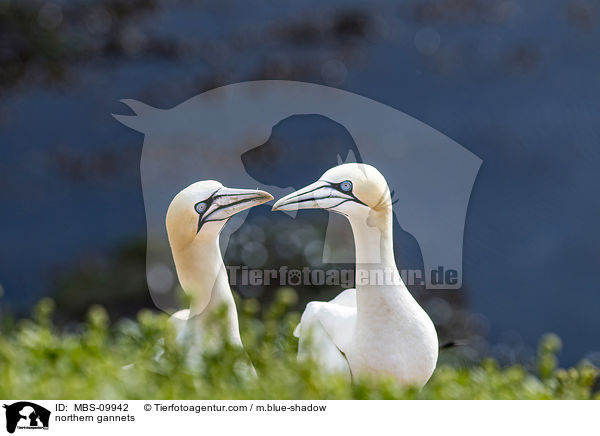 northern gannets / MBS-09942