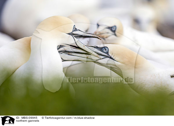northern gannets / MBS-09945