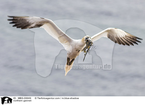 Batlpel / northern gannet / MBS-09949