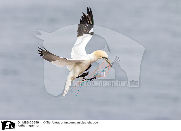 northern gannet / MBS-09956