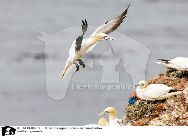 northern gannets / MBS-09957