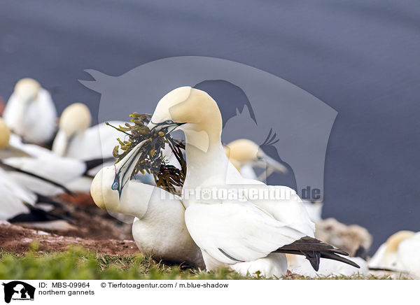 northern gannets / MBS-09964