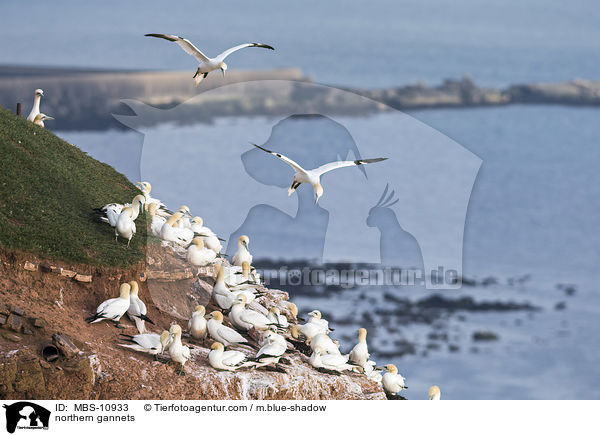 Batlpel / northern gannets / MBS-10933