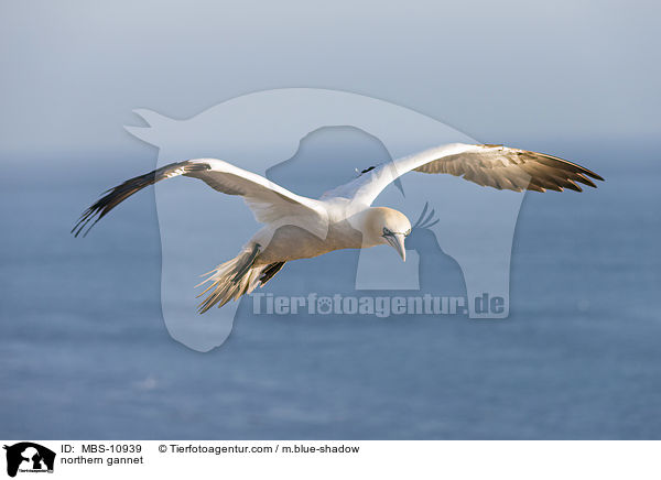Batlpel / northern gannet / MBS-10939