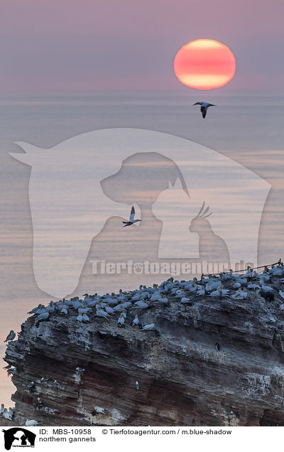 Batlpel / northern gannets / MBS-10958