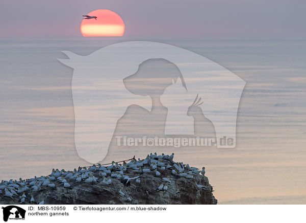 Batlpel / northern gannets / MBS-10959