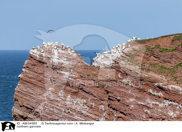 Basstlpel / northern gannets / AM-04565