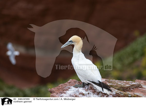 Basstlpel / northern gannet / AM-04566
