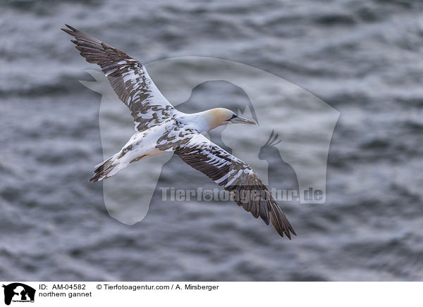 Basstlpel / northern gannet / AM-04582