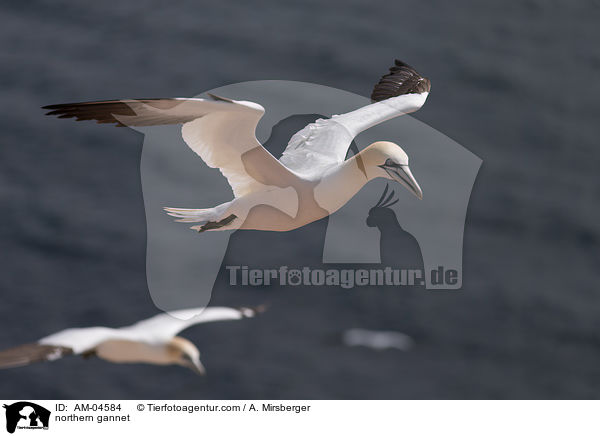 Basstlpel / northern gannet / AM-04584