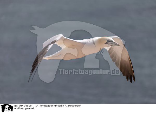 Basstlpel / northern gannet / AM-04595