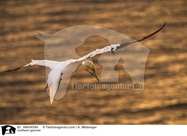 northern gannet / AM-04599